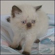 CatzR4me Persians