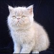 CatzR4me Persians