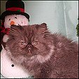 Chamagoura Cattery