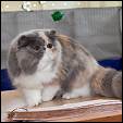 Chocolatino Cattery