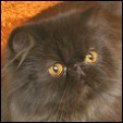 Choc-O-Lotta Cattery