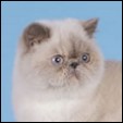 Choc-O-Lotta Cattery