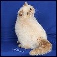 Choc-O-Lotta Cattery