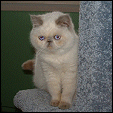 Choc-O-Lotta Cattery
