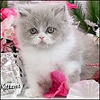 Persian Kittens