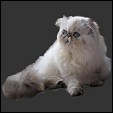 Dainty Charm Cattery