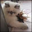 Dainty Charm Cattery