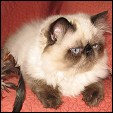 Dainty Charm Cattery