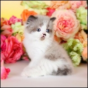 Dollface Persian Kittens