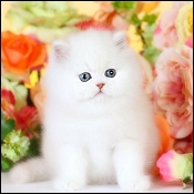 Dollface Persian Kittens
