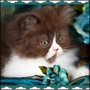 Dollface Persian Kittens