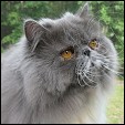 Donegal Cattery