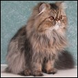 Donegal Cattery