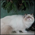 Donegal Cattery
