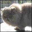 Dreamhimi Cattery