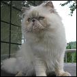 Dreamhimi Cattery