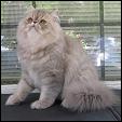 Dreamhimi Cattery