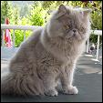 Dreamhimi Cattery