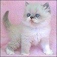 Echo Lake Kittens Cattery