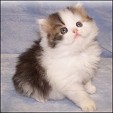Echo Lake Kittens Cattery
