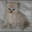ELVIASRDBABZ Ragdolls