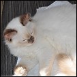 Fancyrags Ragdolls