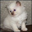 Kiwimagic cattery