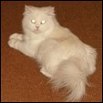 Furry Crittters Cattery