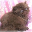 Kittens from Fuzzypurrs Cattery