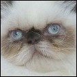 Kittens from Fuzzypurrs Cattery
