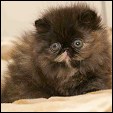 Gallacattery Himalayans & Persians