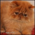 Gallacattery Himalayans & Persians