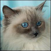 Golden Coast Ragdoll