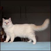 Golden Coast Ragdoll