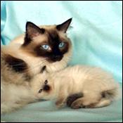 Golden Coast Ragdoll