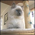 Guysndolls Ragdolls Cattery