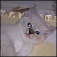 Guysndolls Ragdolls Cattery