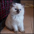 Guysndolls Ragdolls Cattery