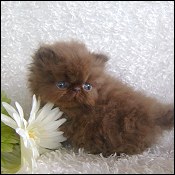 Hazel Hill Persian Cattery