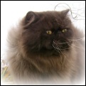 HEART'NSOUL Himalayans & Persians
