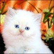 Himalayan Kitten