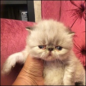 Hirscheez' Kittens