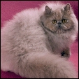 Hirscheez Persians