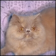 Hirscheez Persians