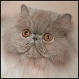 Hudares cattery