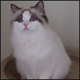 Kasseldolls Ragdolls