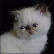 Kitty Kraze kittens