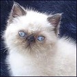 Kitty Kraze kittens