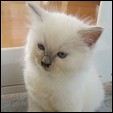 Kiwimagic cattery