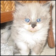 Lapeyrouse Cattery